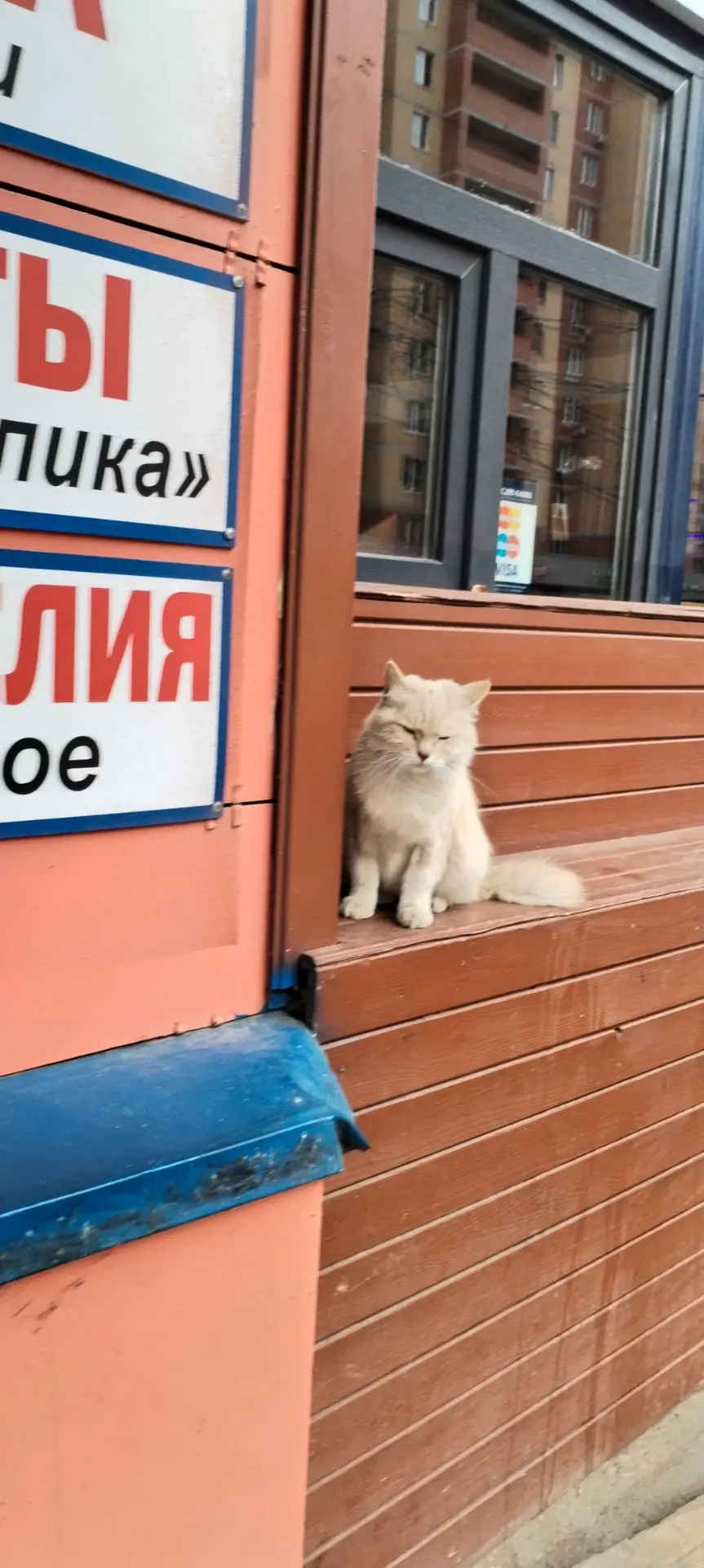 Добрый день опубликуйте пожалуйста. Котик домашний. Может кто-то ищет. На Новой Слободе...