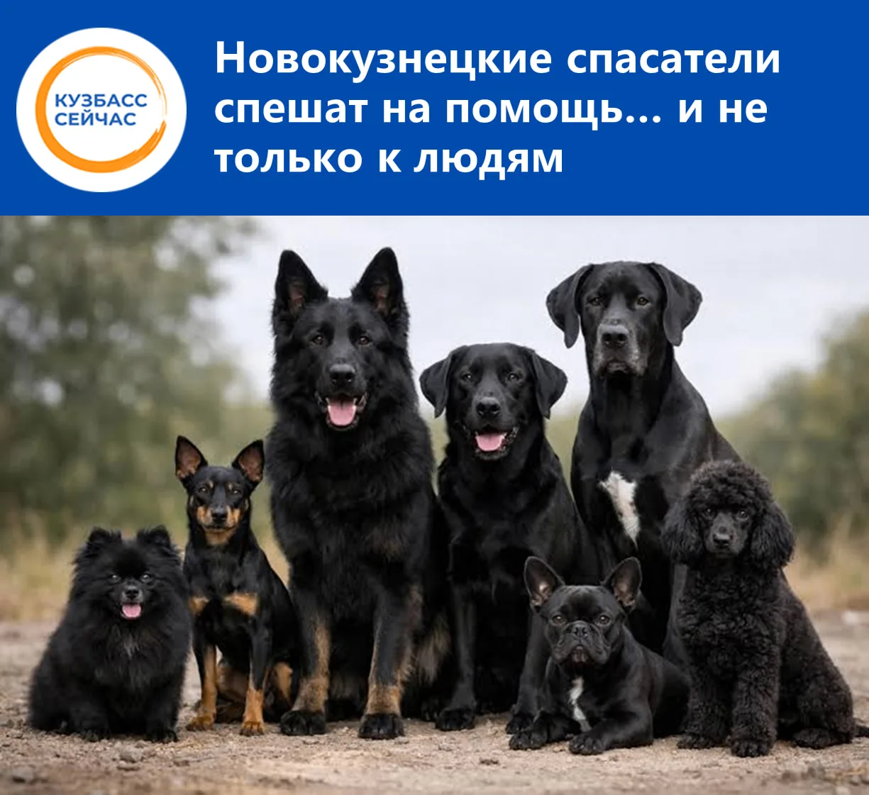 В Новоильинском районе собака упала в колодец ливневой канализации — её достали с помощ...