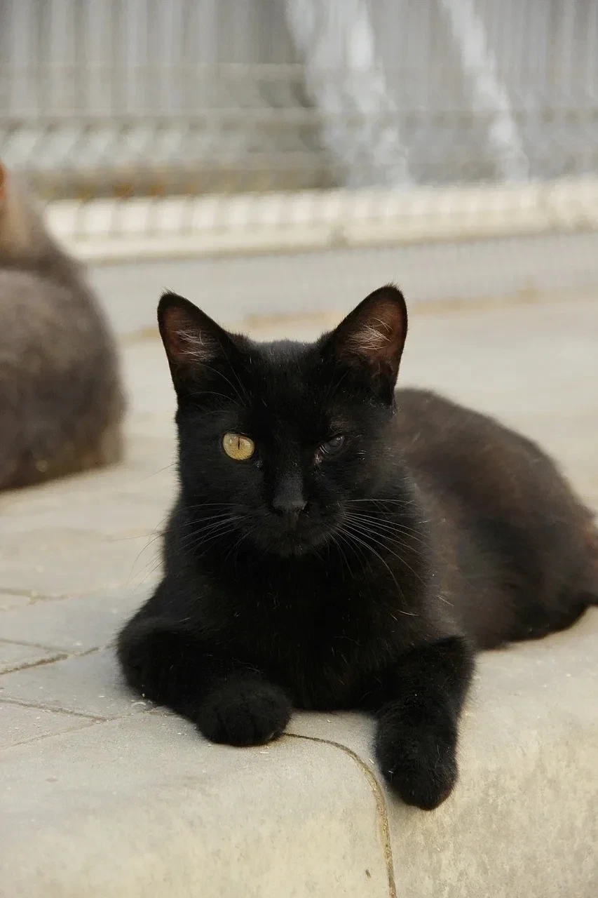 🐾 Кефаль. Возраст ~ 1 год.