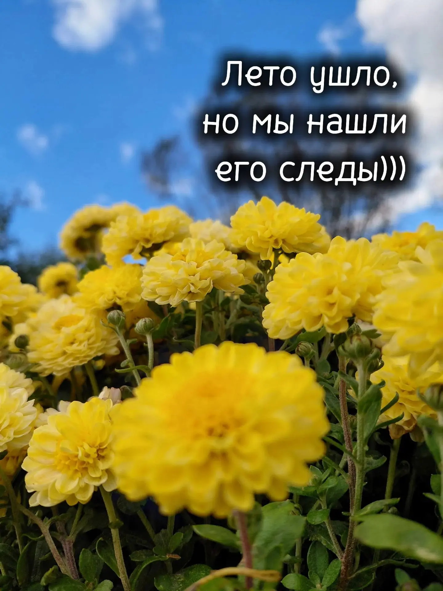 🌼 Когда любовь к цветам сильнее, чем умение их сохранять