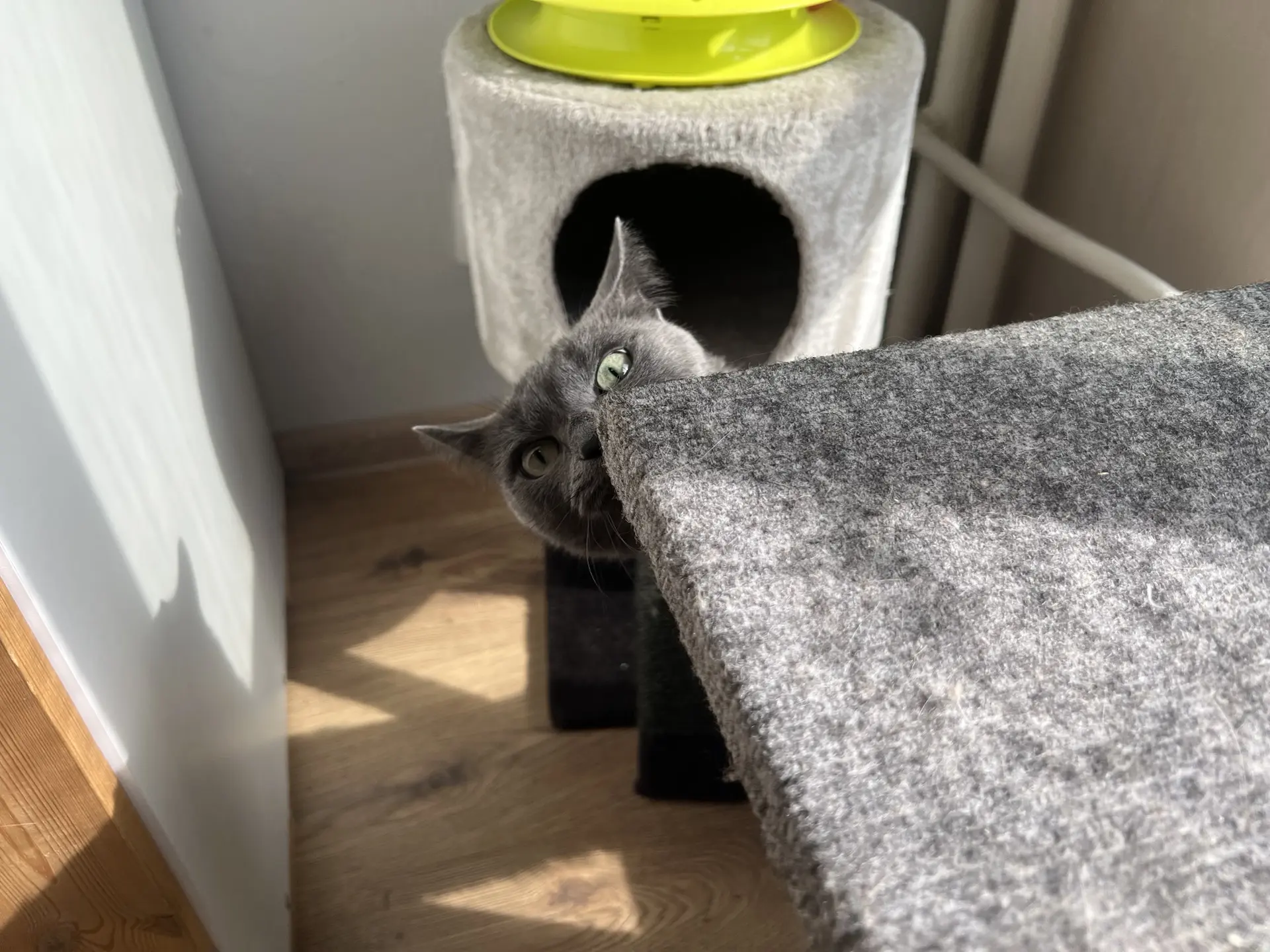 Взгляд суровый, это да 😼
