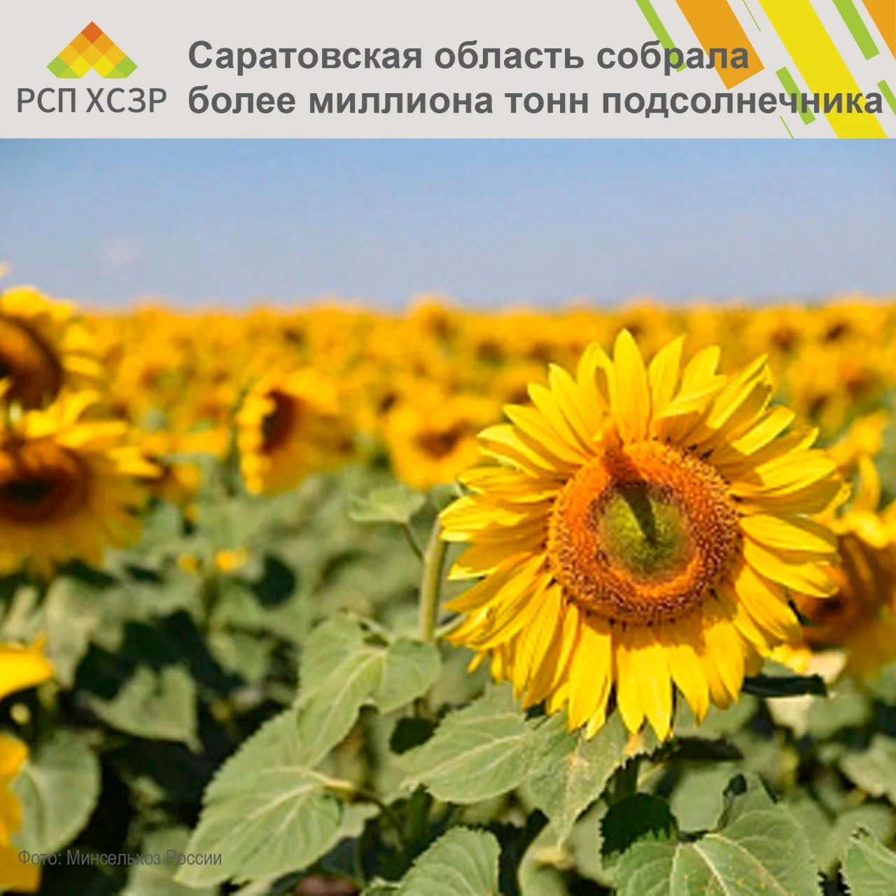 🌻 Аграрии Саратовской области собрали первый миллион тонн подсолнечника