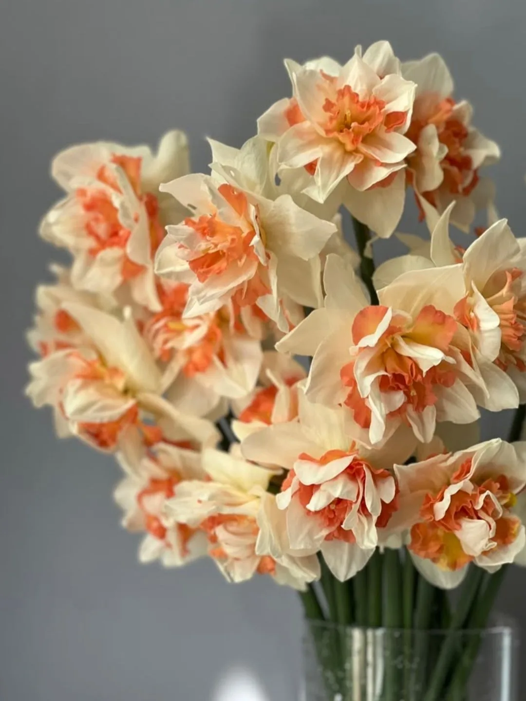 🌼 МАХРОВЫЕ НАРЦИССЫ — БУКЕТ, КОТОРЫЙ ВЫ ВЫРАСТИЛИ САМИ!