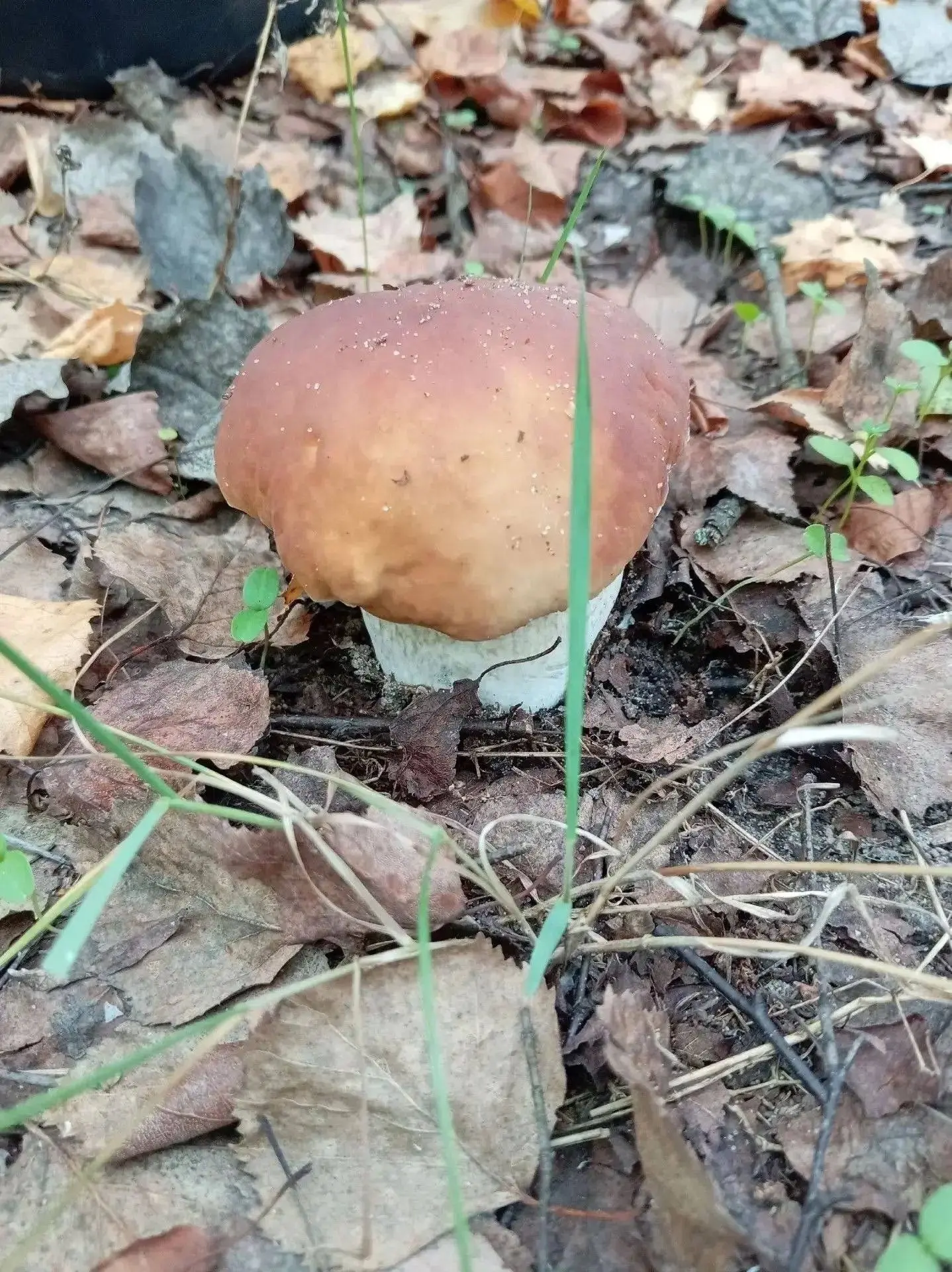 🍄 Грибы в Липецкой области: кто успел — тот и собирает!