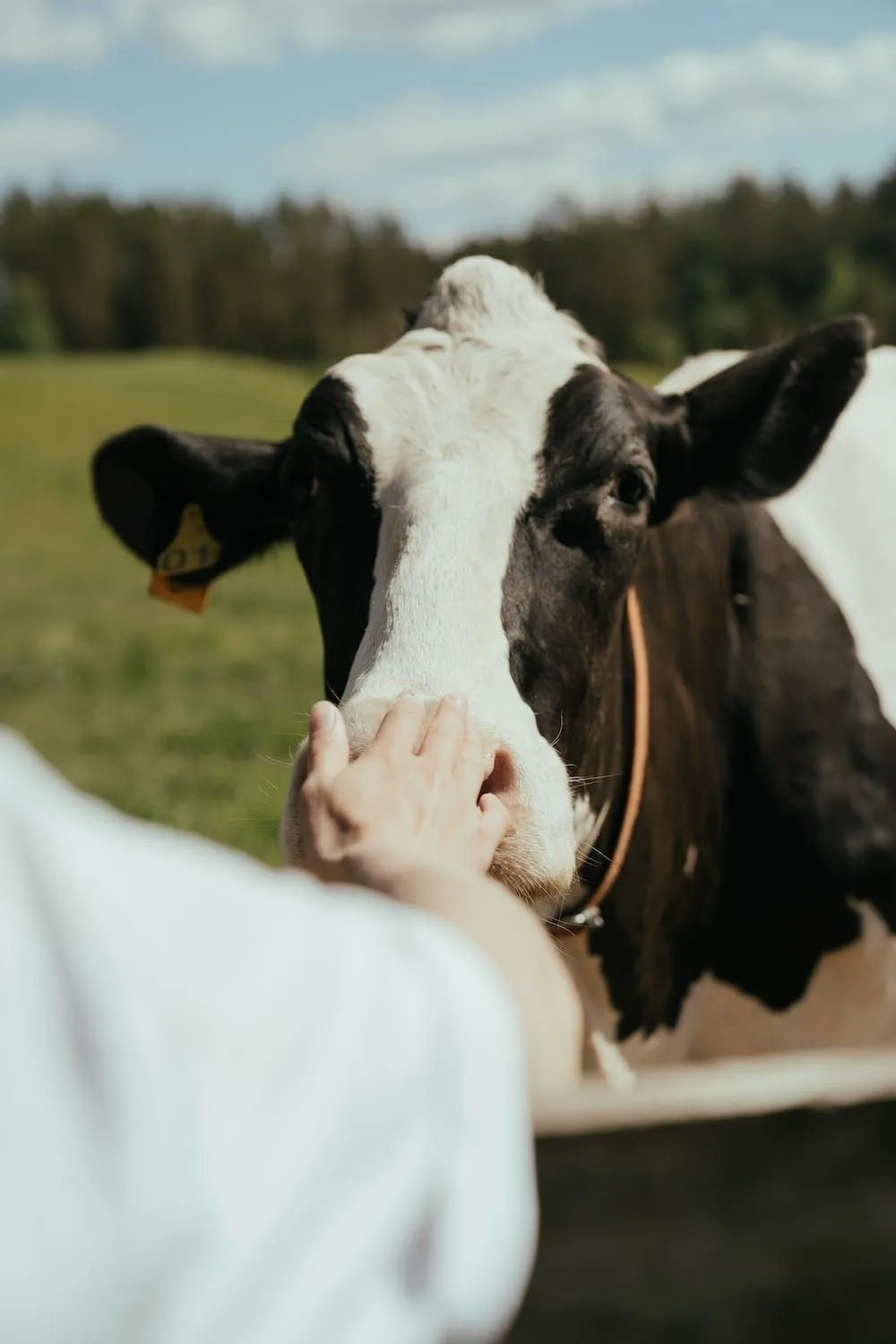 🐄 Профилактика — защита животных, людей и хозяйства