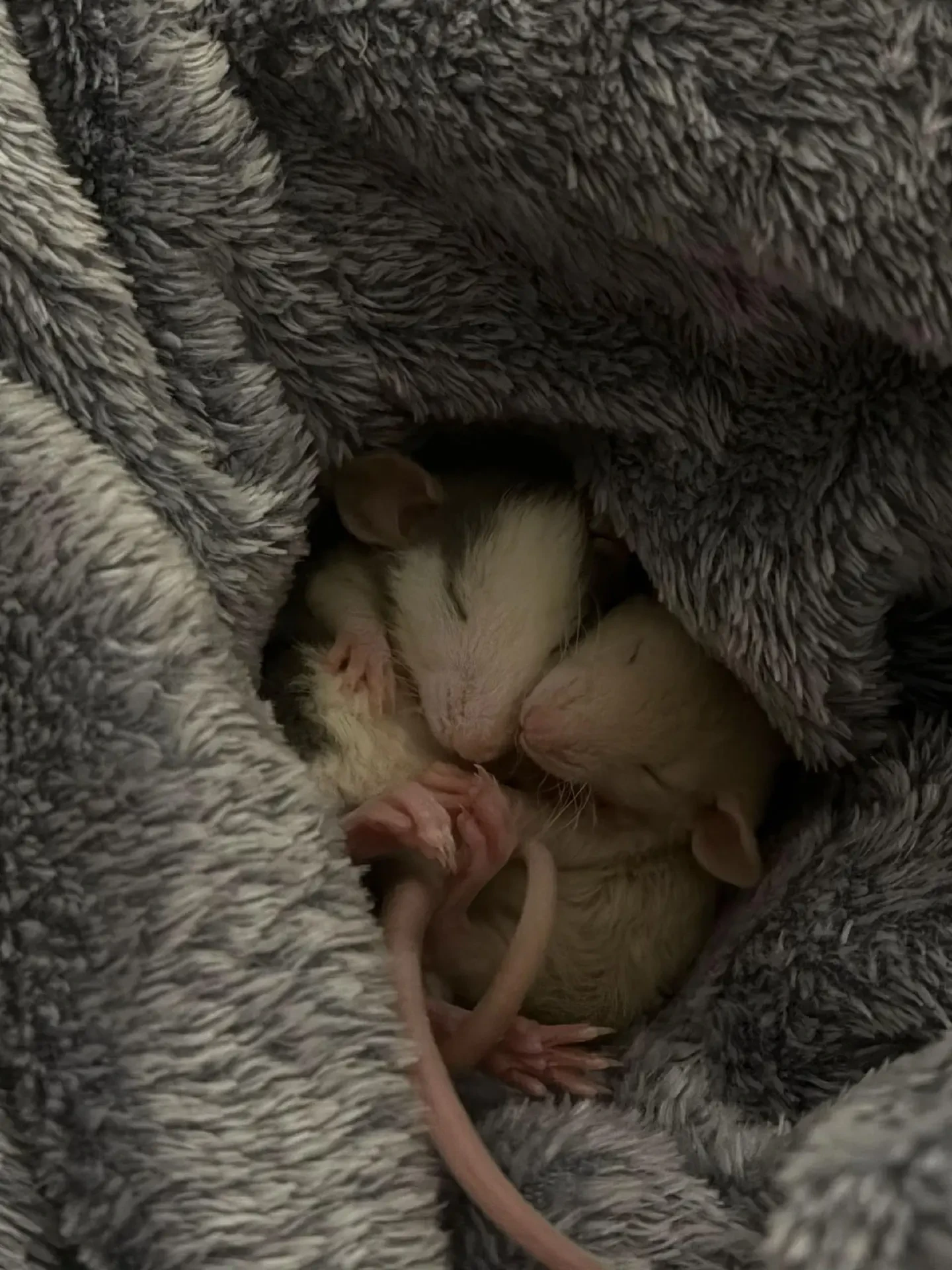 🐭🩶