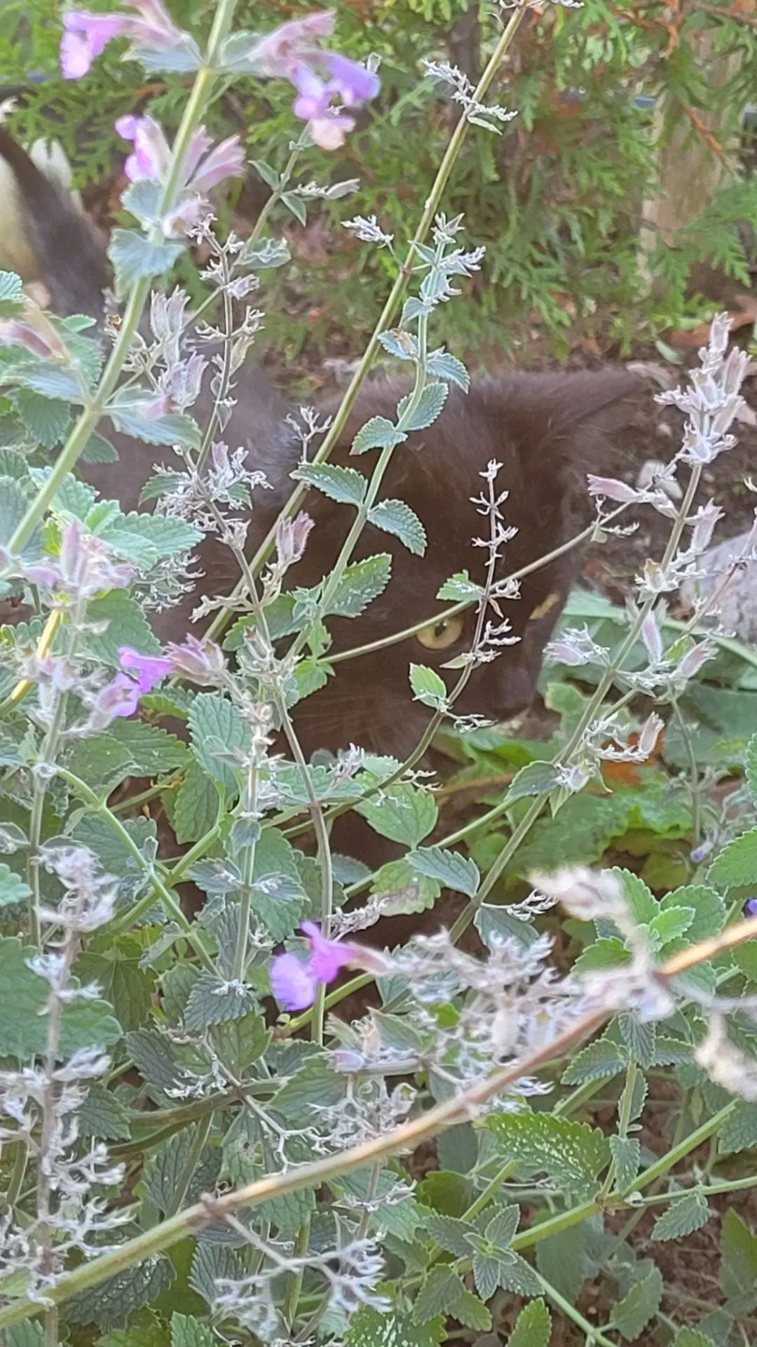 Успела все-таки! 🌿