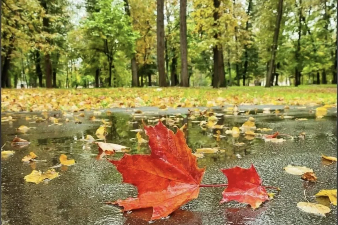 🌤️Какая погода на выходных ожидается в Железногорске и районе