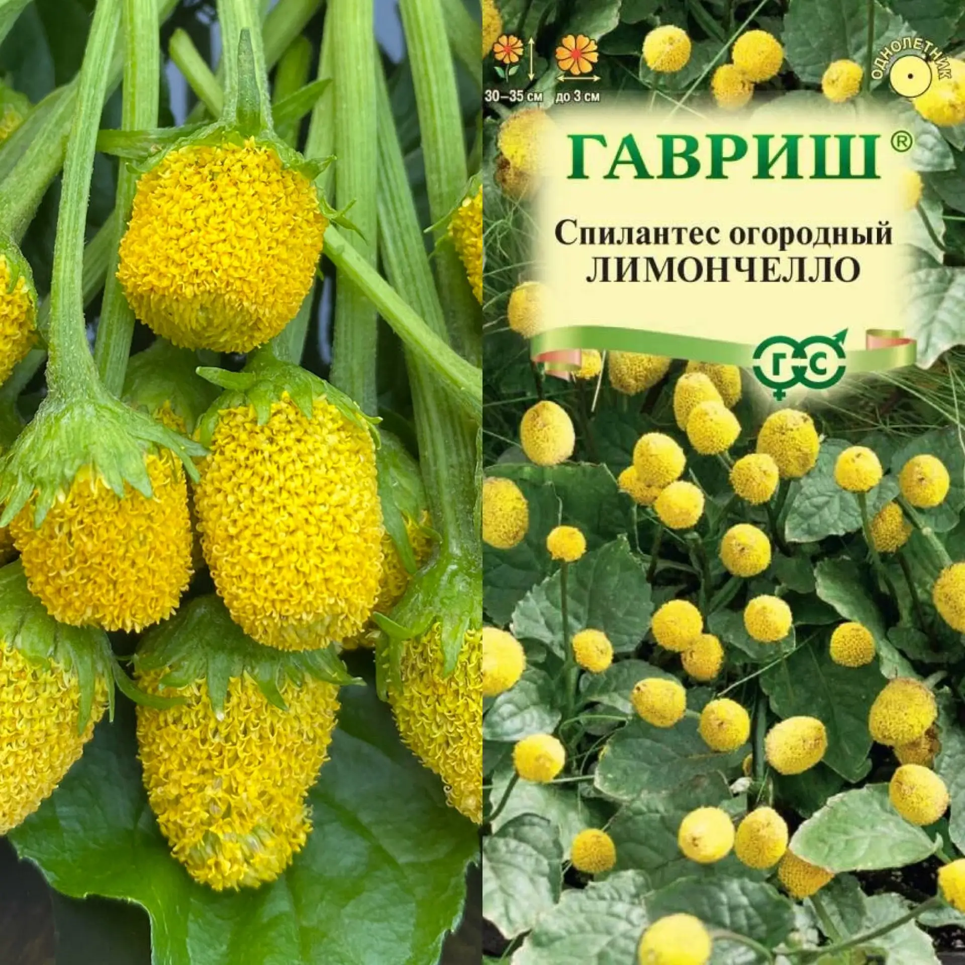 Спилантес — уникальное растение для тех, кто ищет новые ощущения!