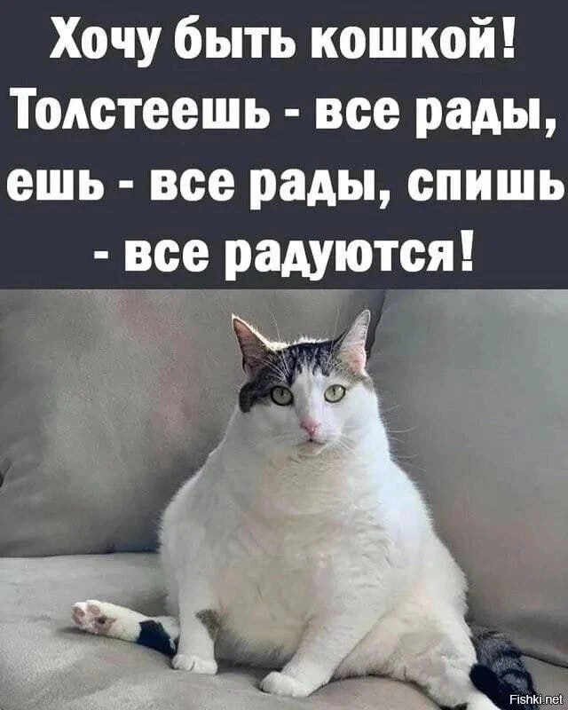 Тоже хочется быть кошкой!)