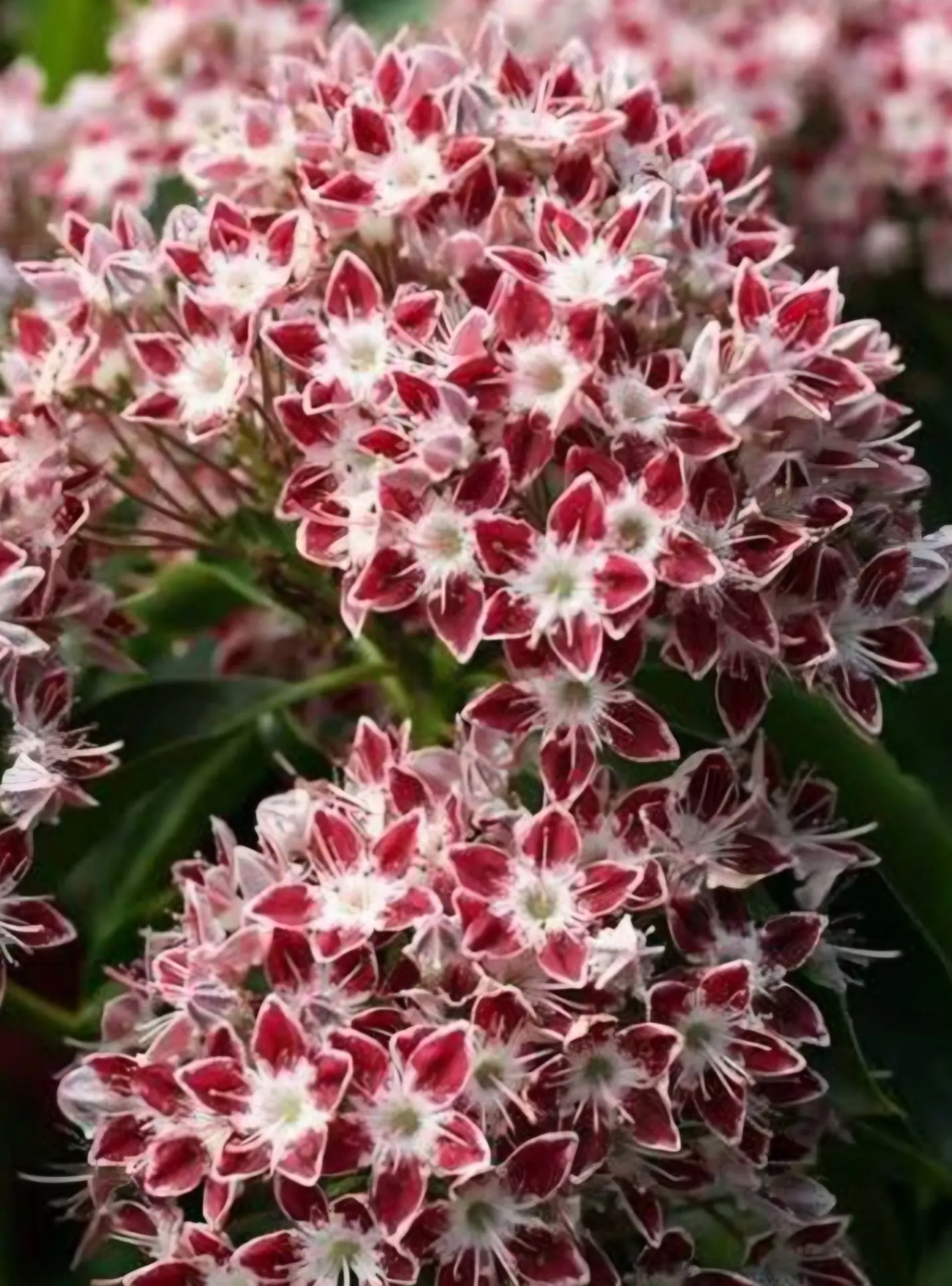 Новая любовь из пробки на Дмитровке 🌸