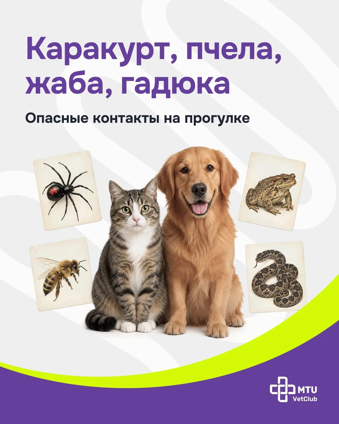 Каракурты, пчёлы, жабы и гадюки: яды животного происхождения