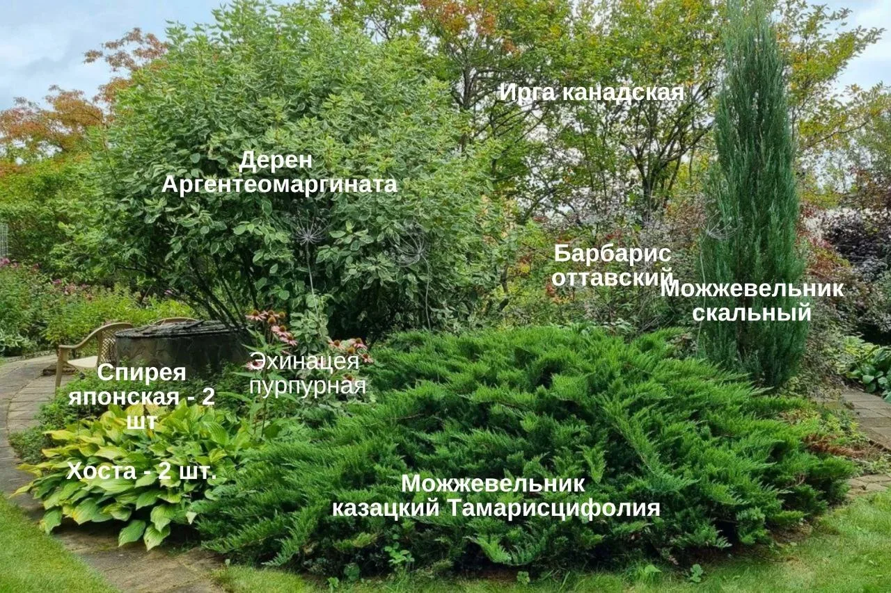 Что посадить, чтобы замаскировать дом соседа?