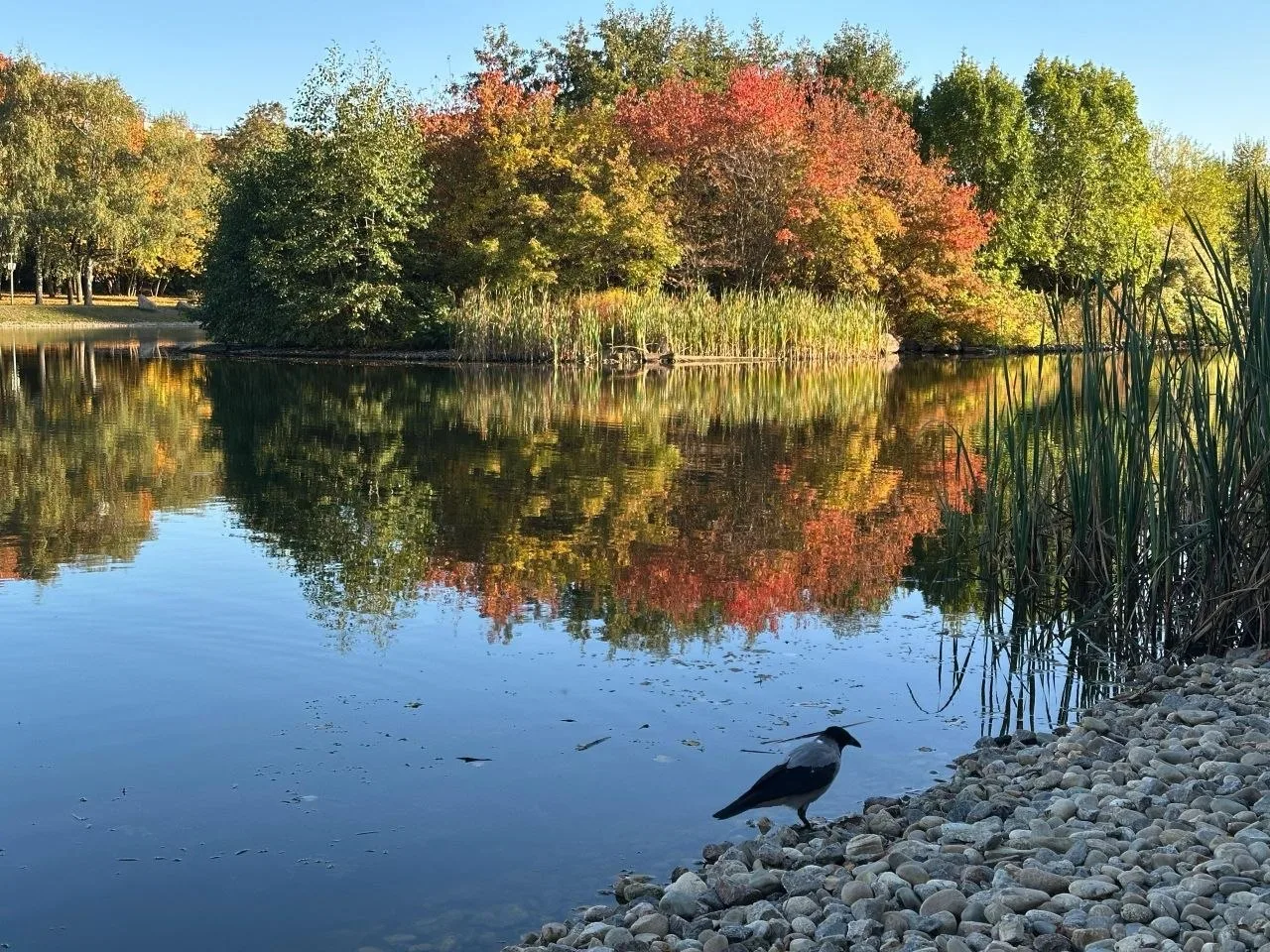🍂 Осенние краски Дмитровского района