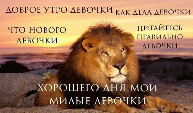 Лев фигни не скажет