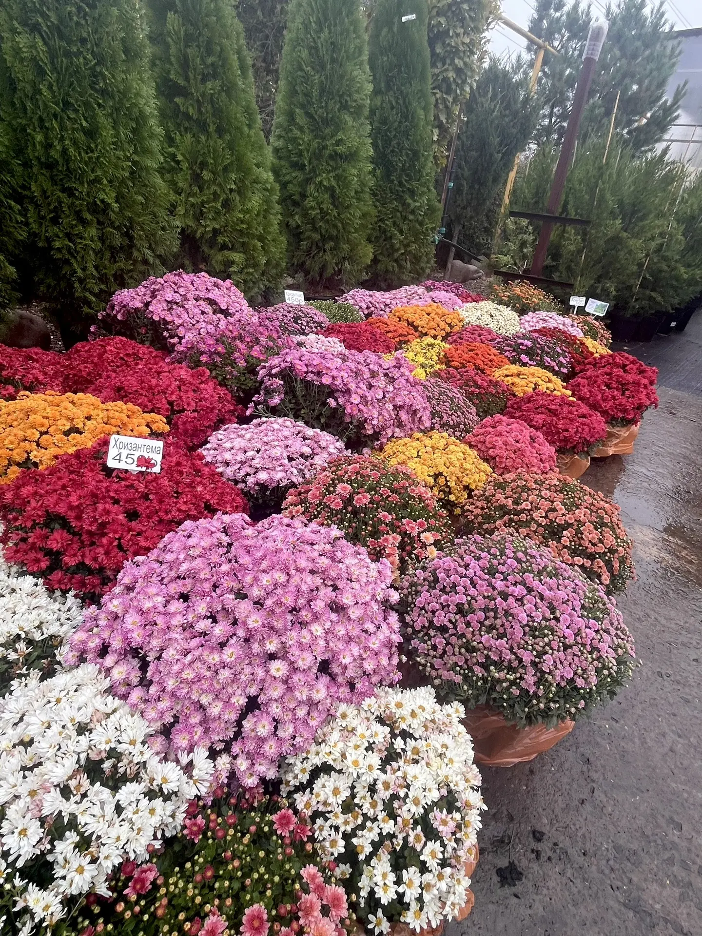 Хризантемы!🌸🌸🌸