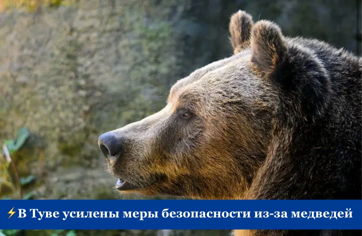 ⚡️В Туве усилены меры безопасности из-за медведей