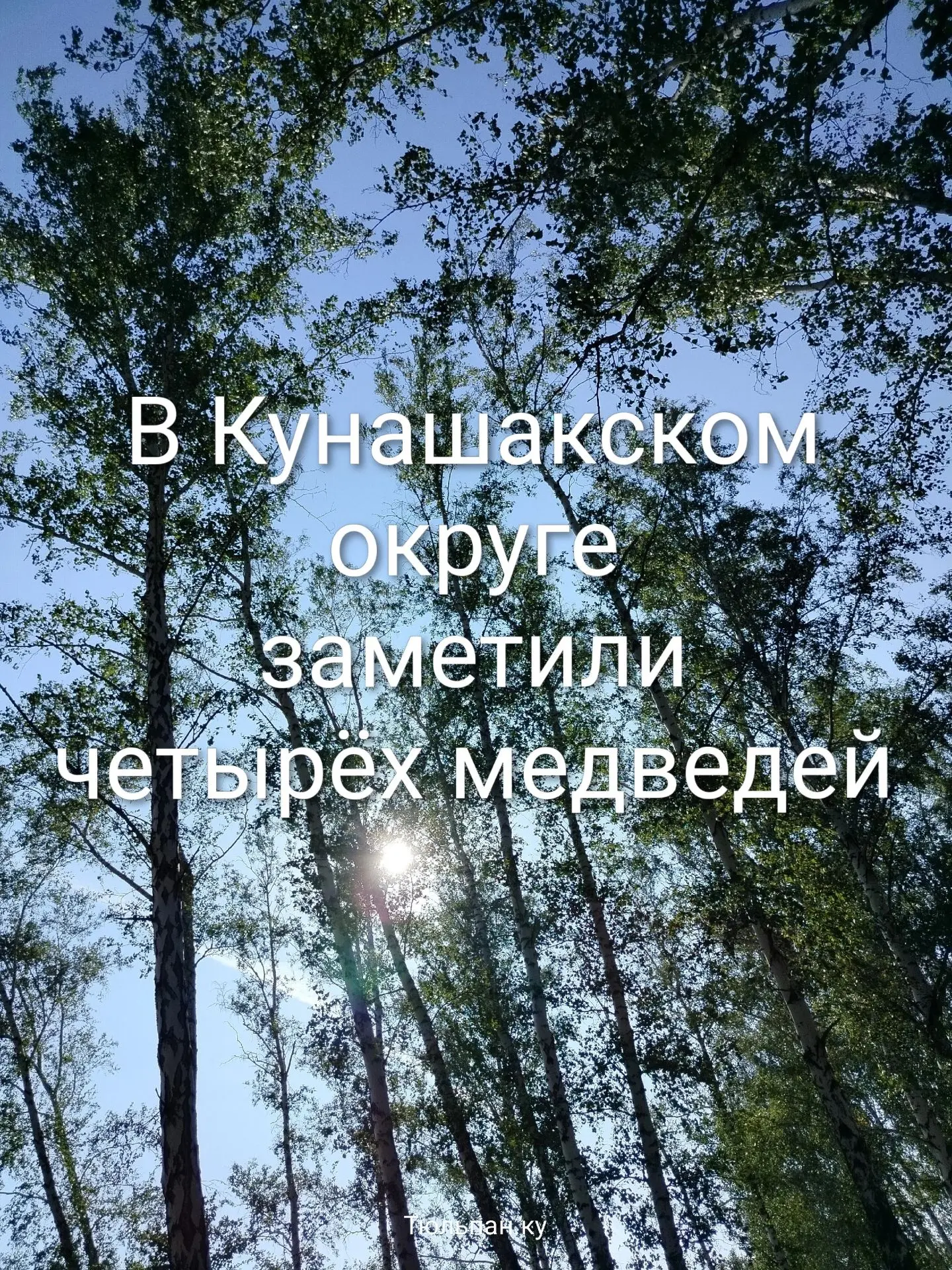 В Кунашакском округе заметили четырёх медведей! 🐻🐻🐻🐻