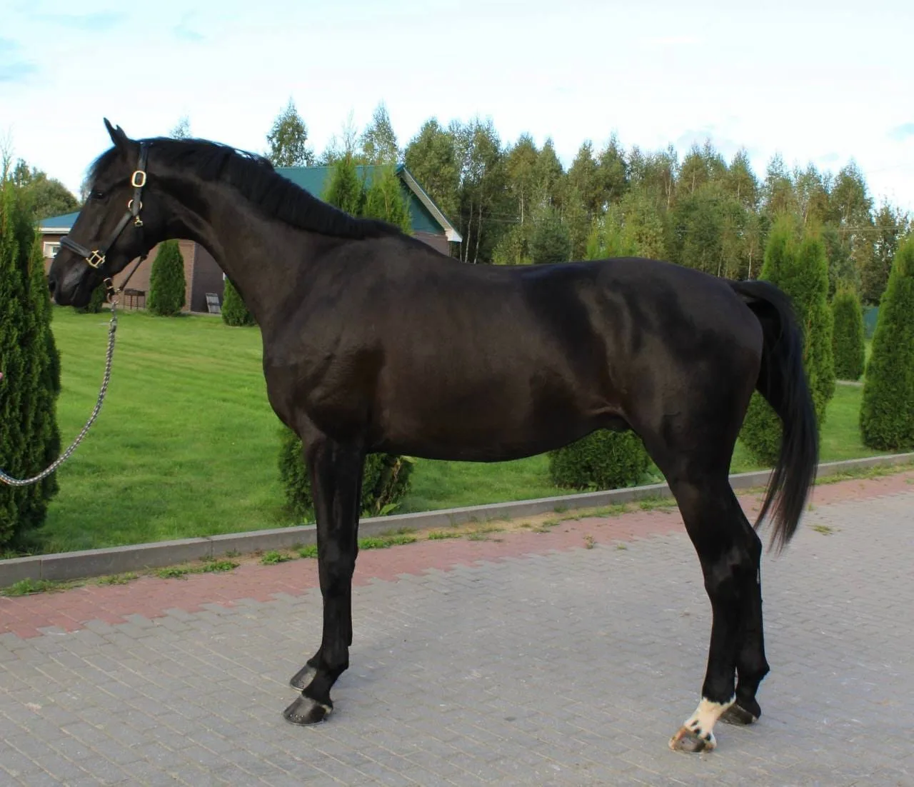 Мерин KWPN