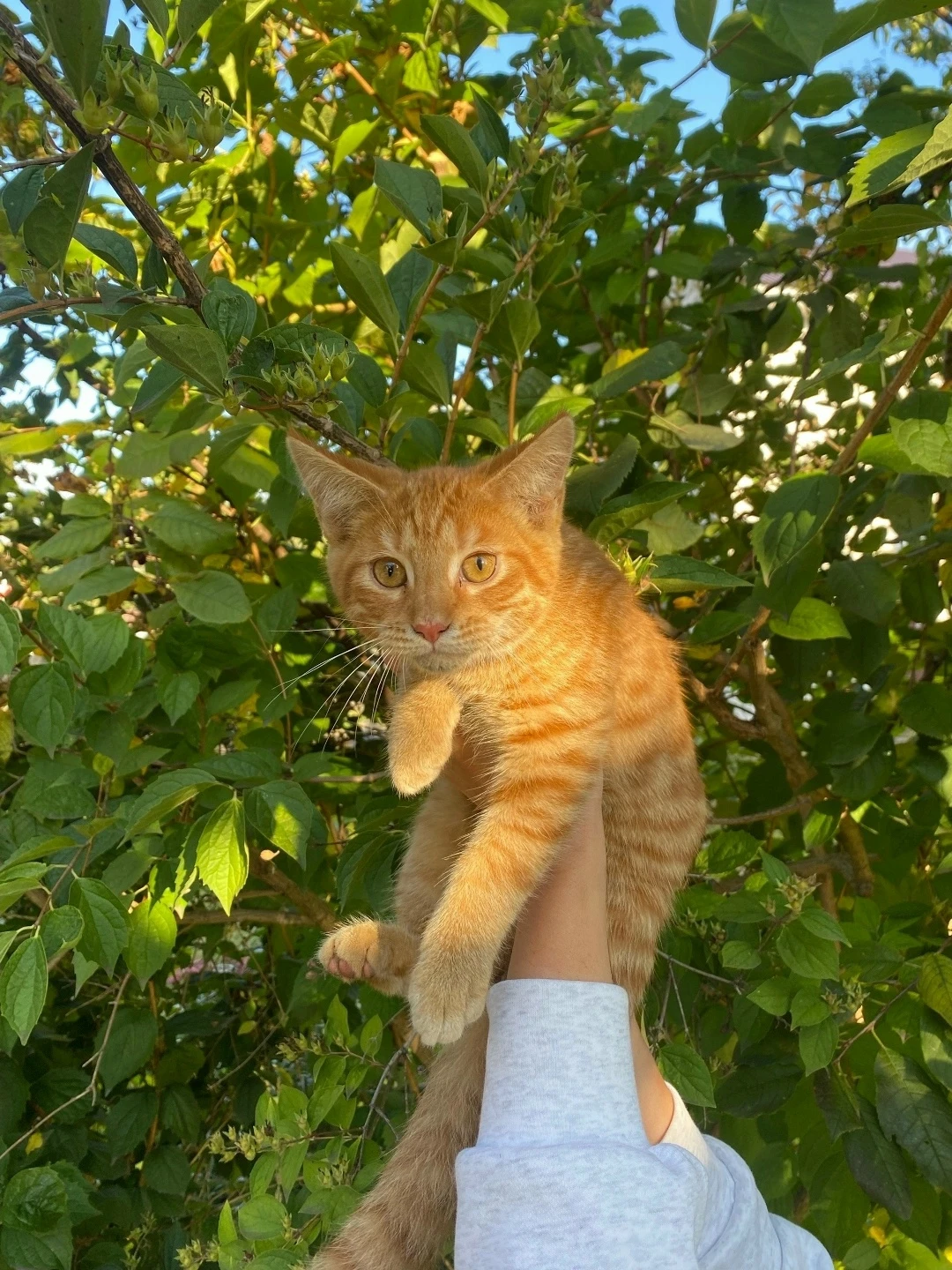 ❤Пост добра: кот ищет дом