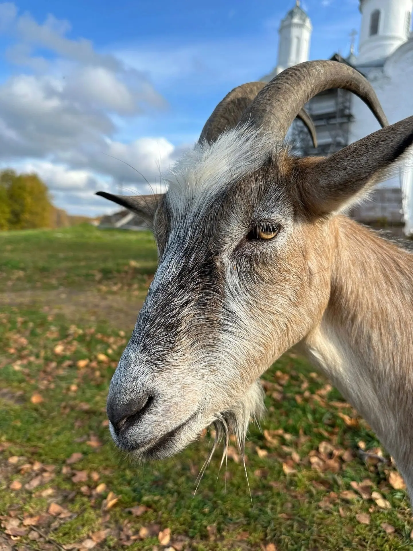 Коза!!!! Что это???? Кто скажет?