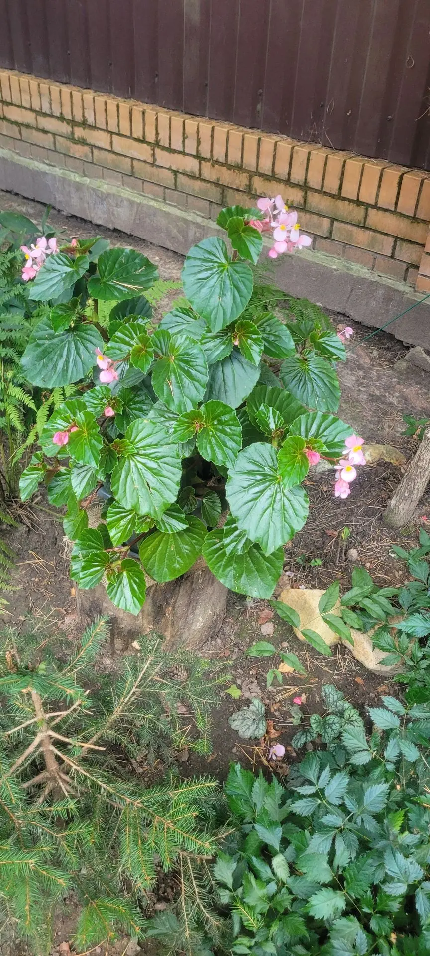 🌸 Решила показать вам свою гордость! 🌺Это только часть моих цветов в кашпо... а их у ...