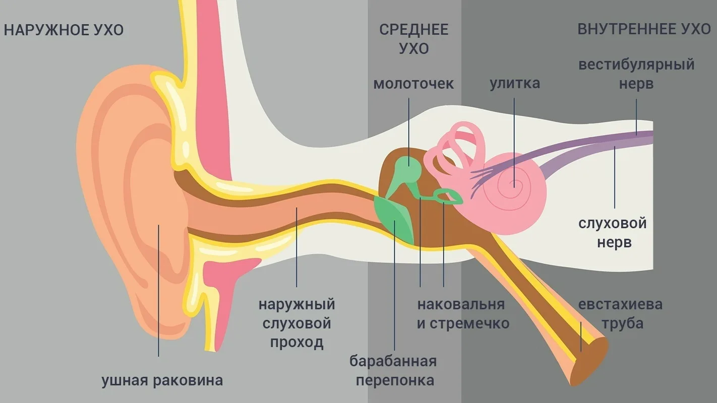Открывание рта может влиять на слух