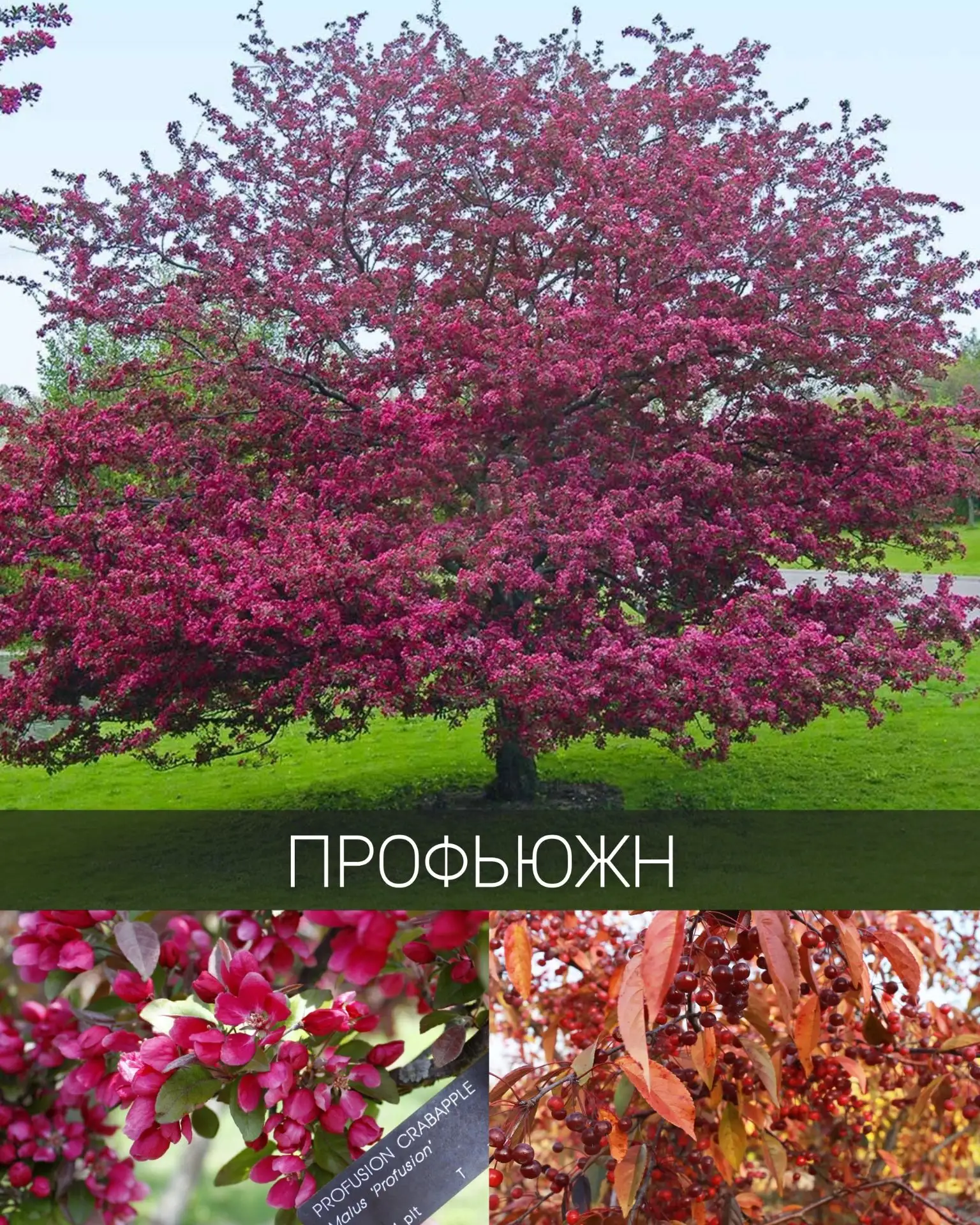 🩷️😊Яблоня декоративная "Профьюжн"