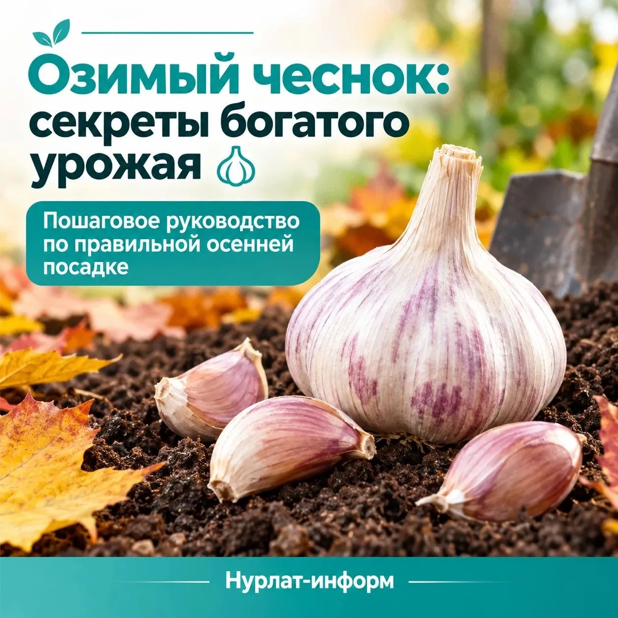 🧄 Озимый чеснок: как получить крупный и здоровый урожай следующем летом?