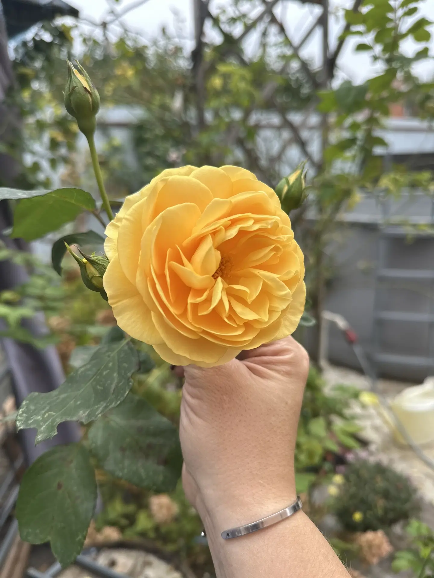 Томас грехам ❤️❤️❤️