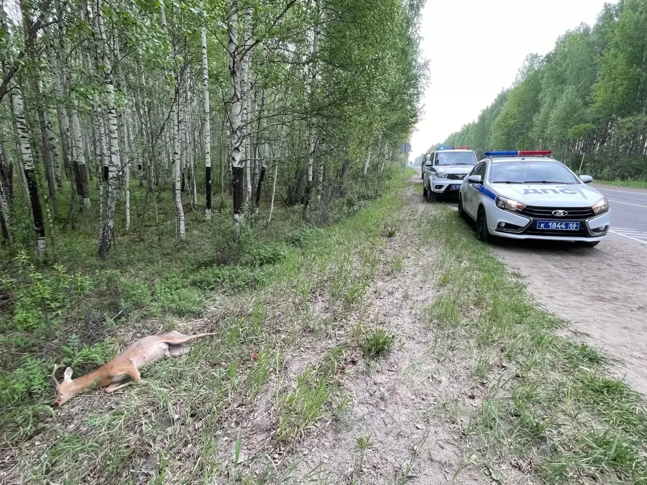 Косули на салдинской дороге