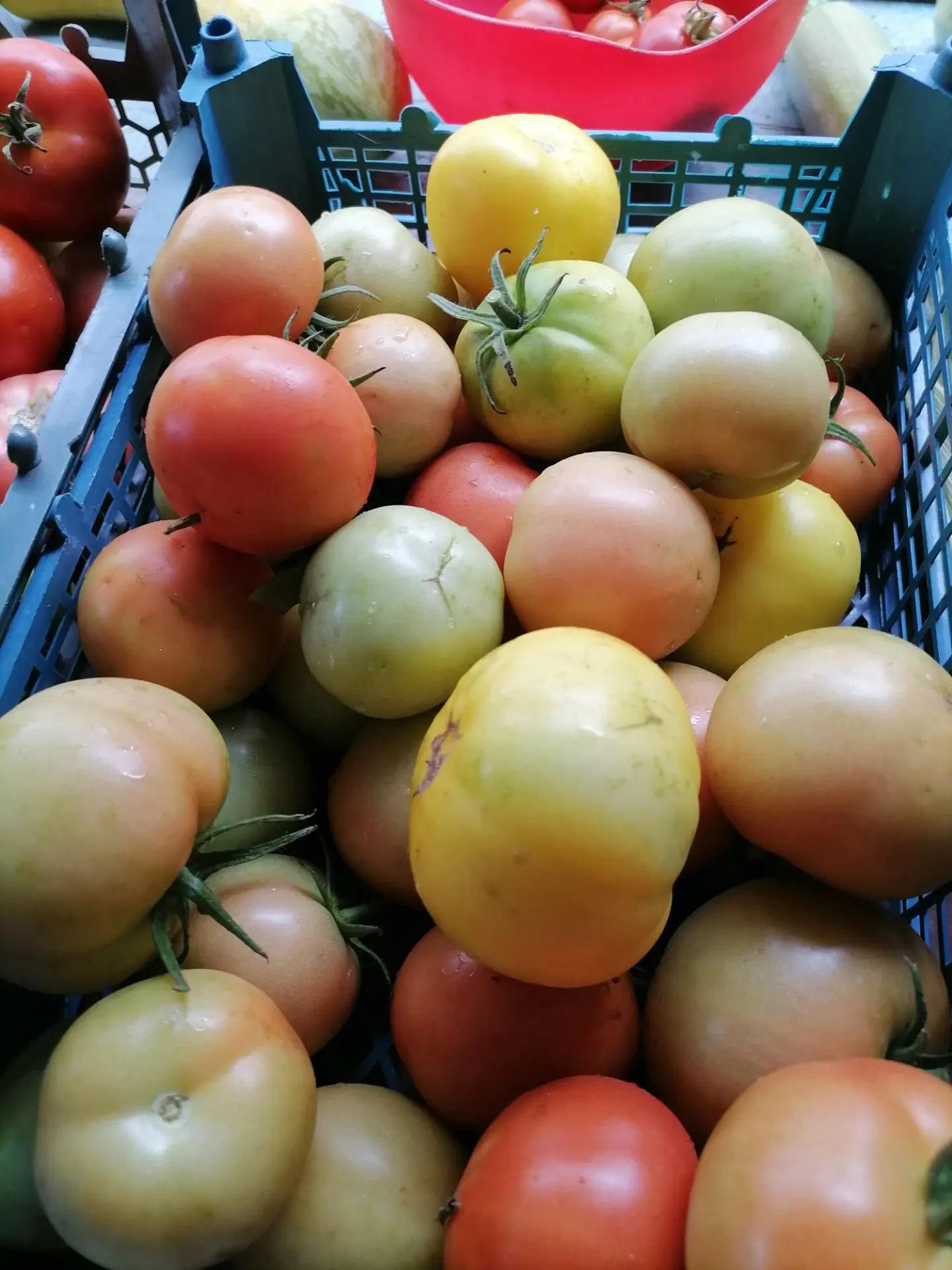 🍅 Как хранить помидоры, чтобы они оставались вкусными