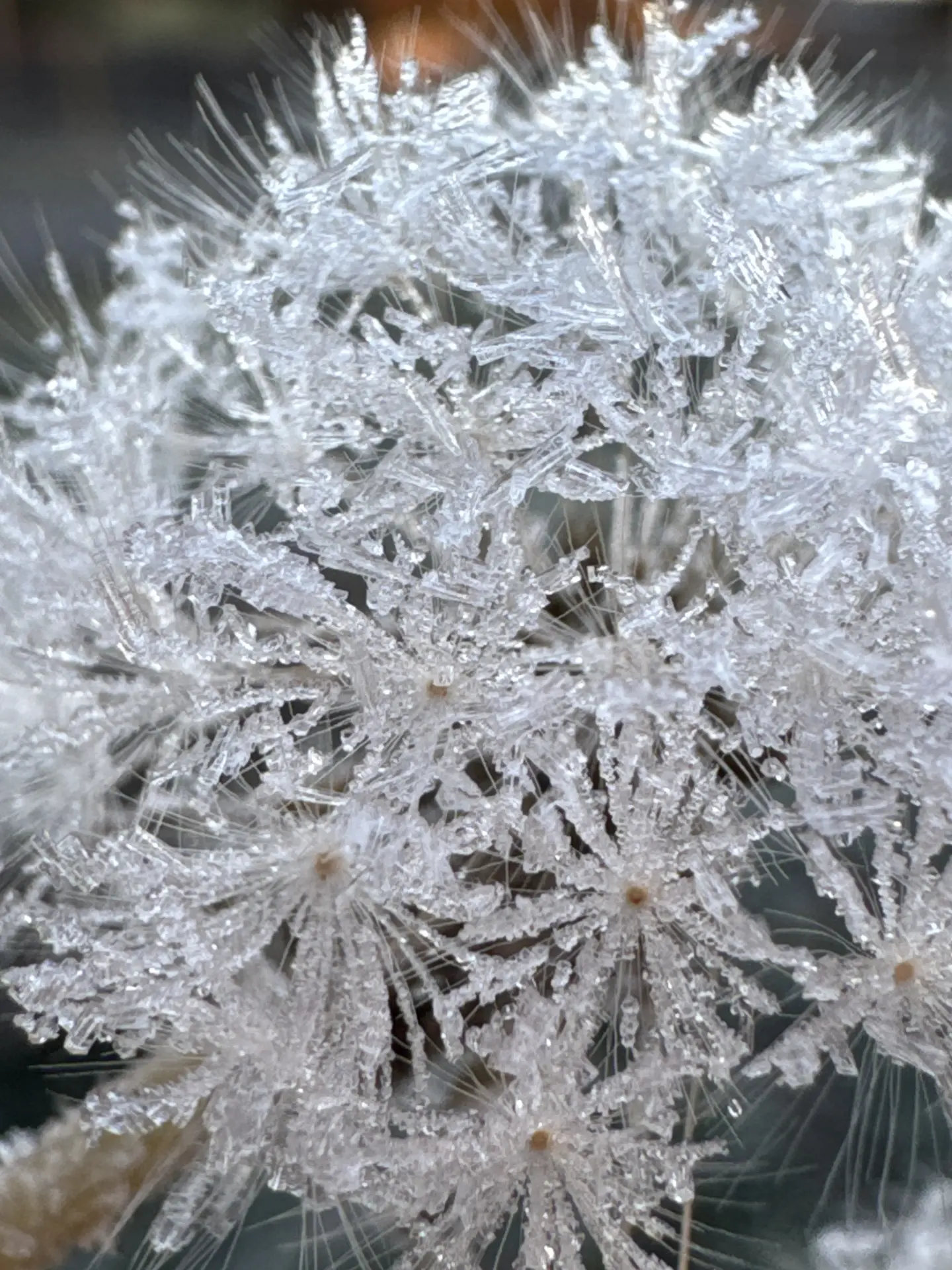 ❄️ Утро, когда природа достаёт свои лучшие узоры.