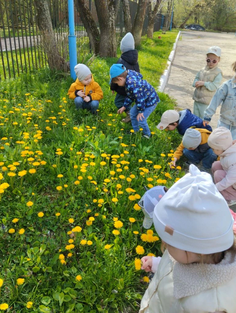 ✨13 мая- день одуванчика🌞