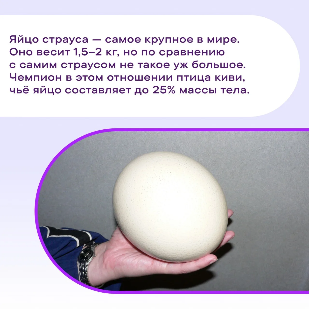 #ПростоФакты о яйцах во Всемирный день яйца 🐣 Хрупкая скорлупа, а за ней — миллионы ле...