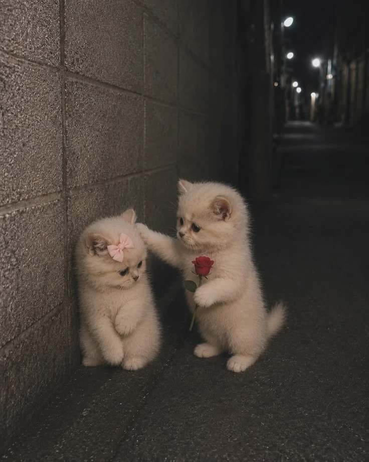 🍃🌸🍃🌸🍃🌸🍃