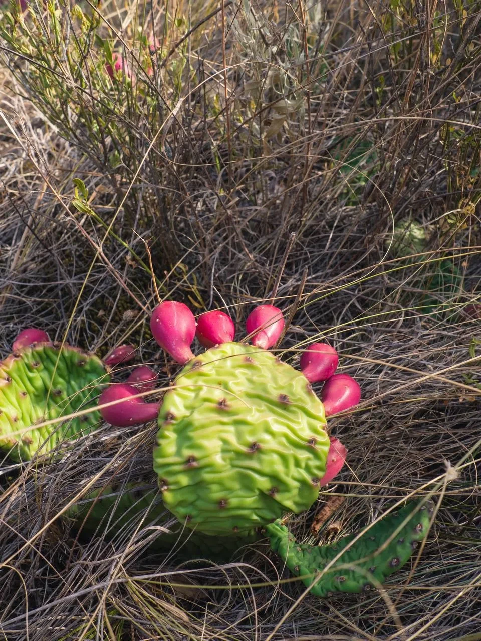 Сезон съедобных кактусов стартовал на Кубани 🌵