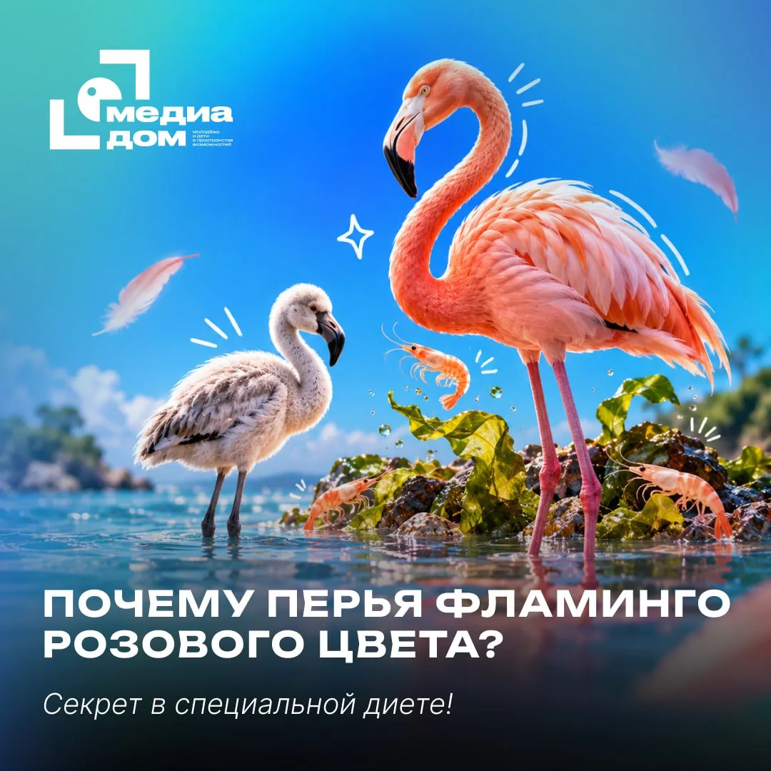 🦩 Первый, а ты знал, почему оперение фламинго розового цвета?