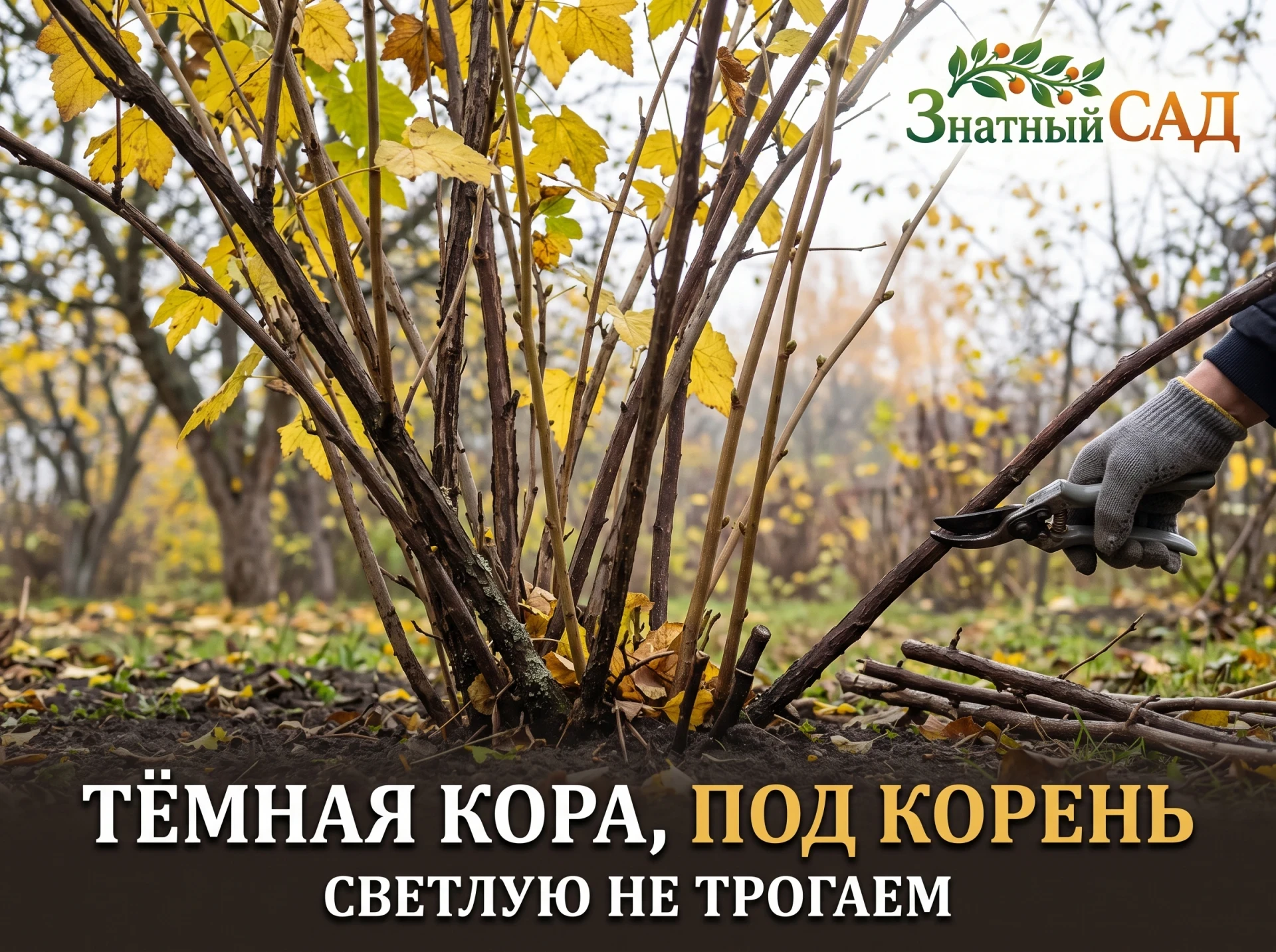 ✂️ У СМОРОДИНЫ ЕСТЬ ВЕТКИ, КОТОРЫЕ ТРОГАТЬ НЕЛЬЗЯ