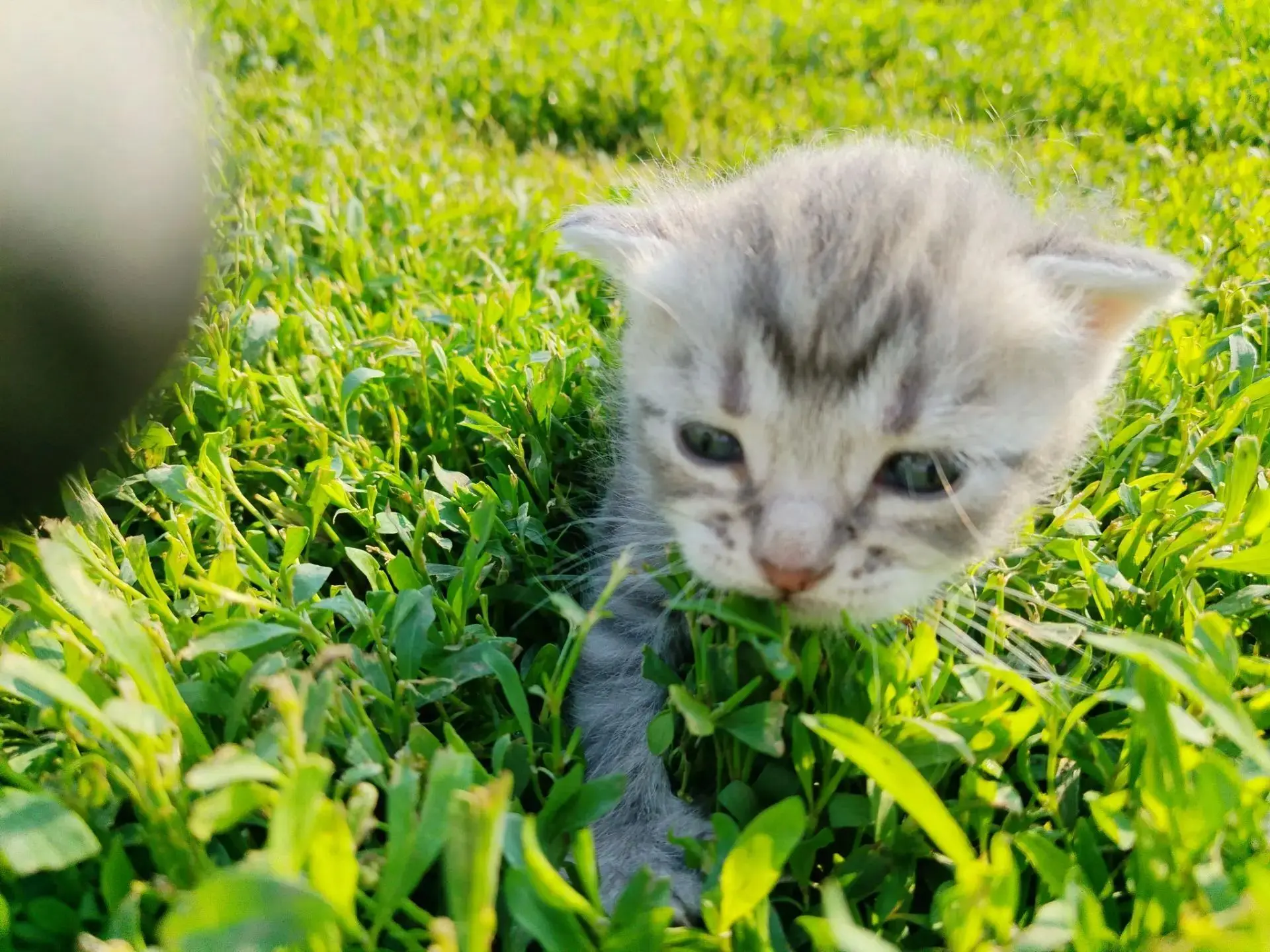Такие были маленькие и вот сейчас уже большие 🐈🐈‍⬛