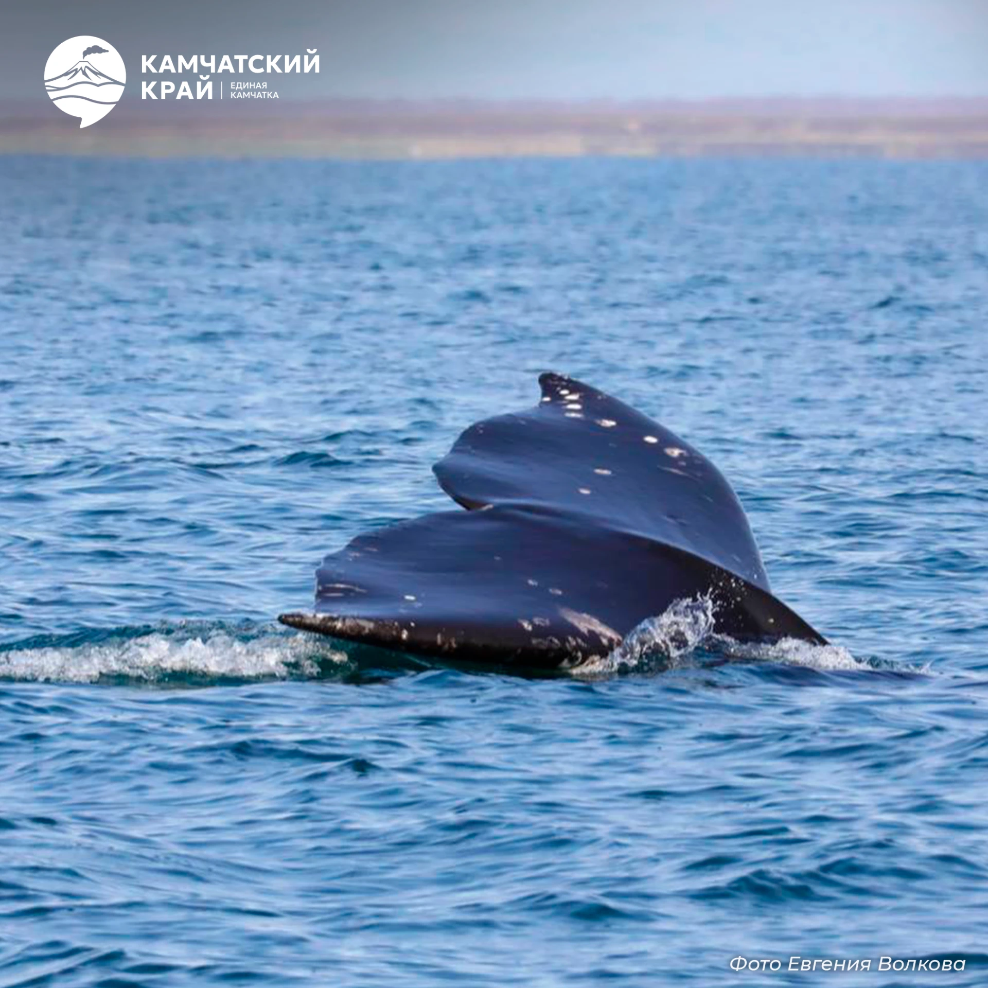 🐋 Серый кит — могучий путешественник океана. Каждый год он преодолевает тысячи километ...