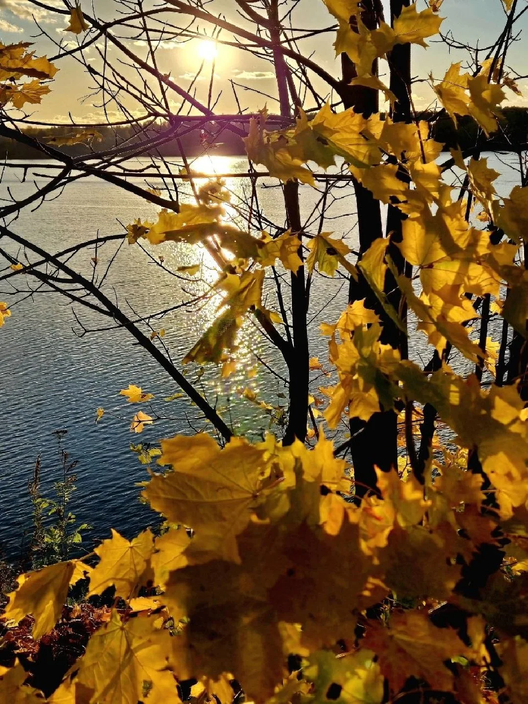 Краски уходящей осени🍂