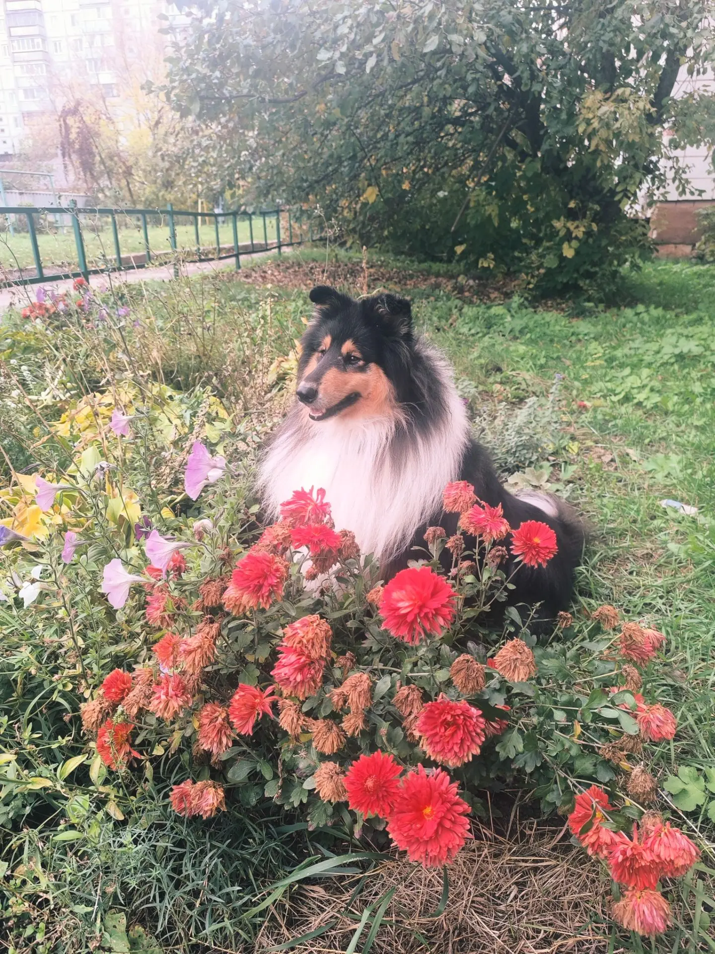 Вот они, осенние деньки, с уведающими последними цветами 🍁...