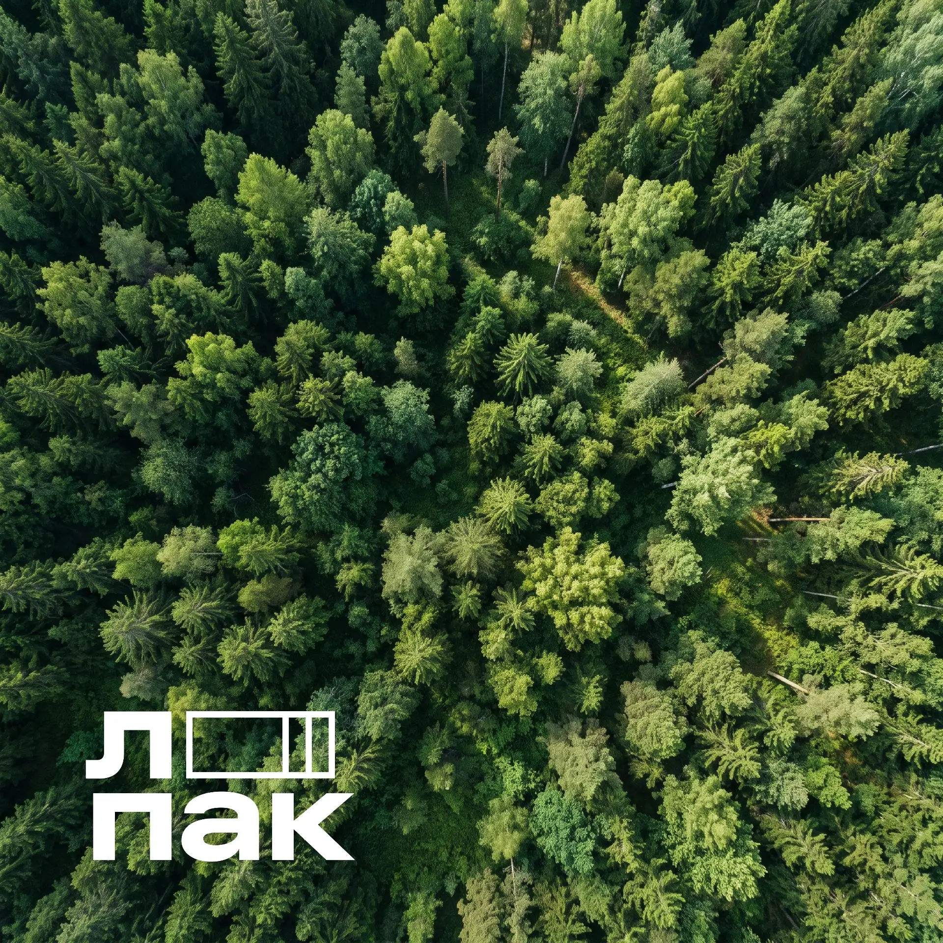 🌲 С Днем леса, друзья! 🌲