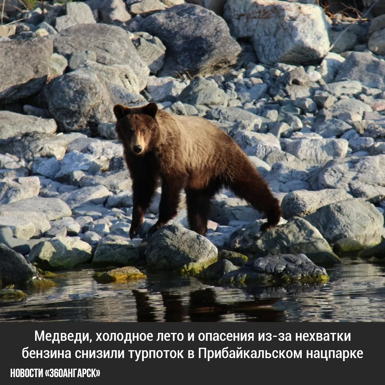 Медведи, холодное лето и опасения из-за нехватки бензина снизили турпоток в Прибайкальс...