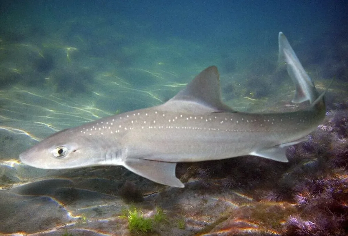 🦈 Катран может заплыть в Азовское море — вода становится солонее