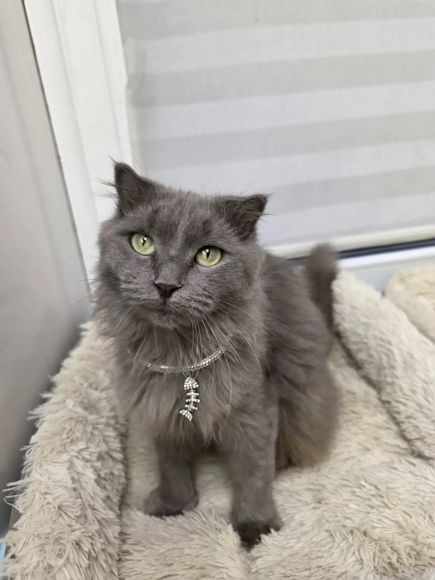 🐾 В ПОИСКАХ ДОМА
