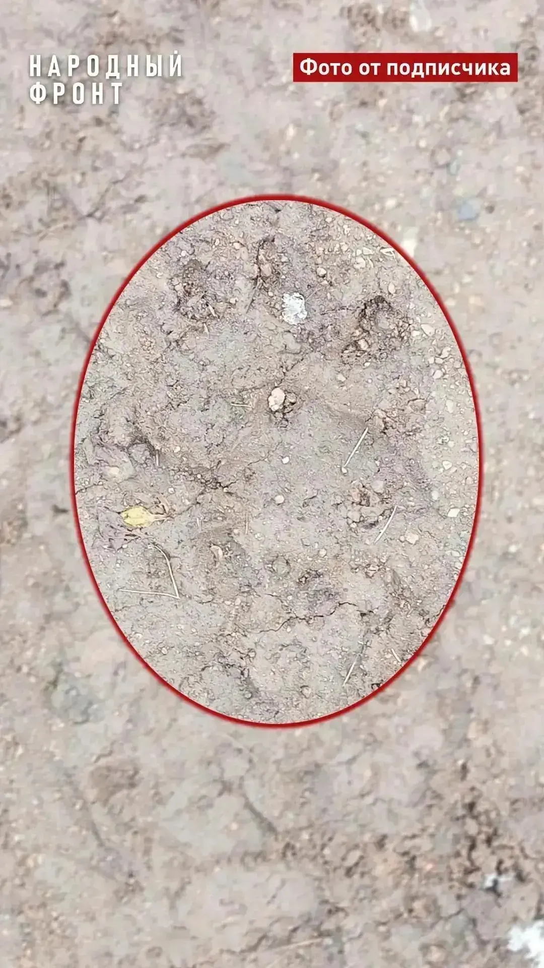 🚮🐻Жители Саяногорска жалуются на свалку, приманивающую медведей