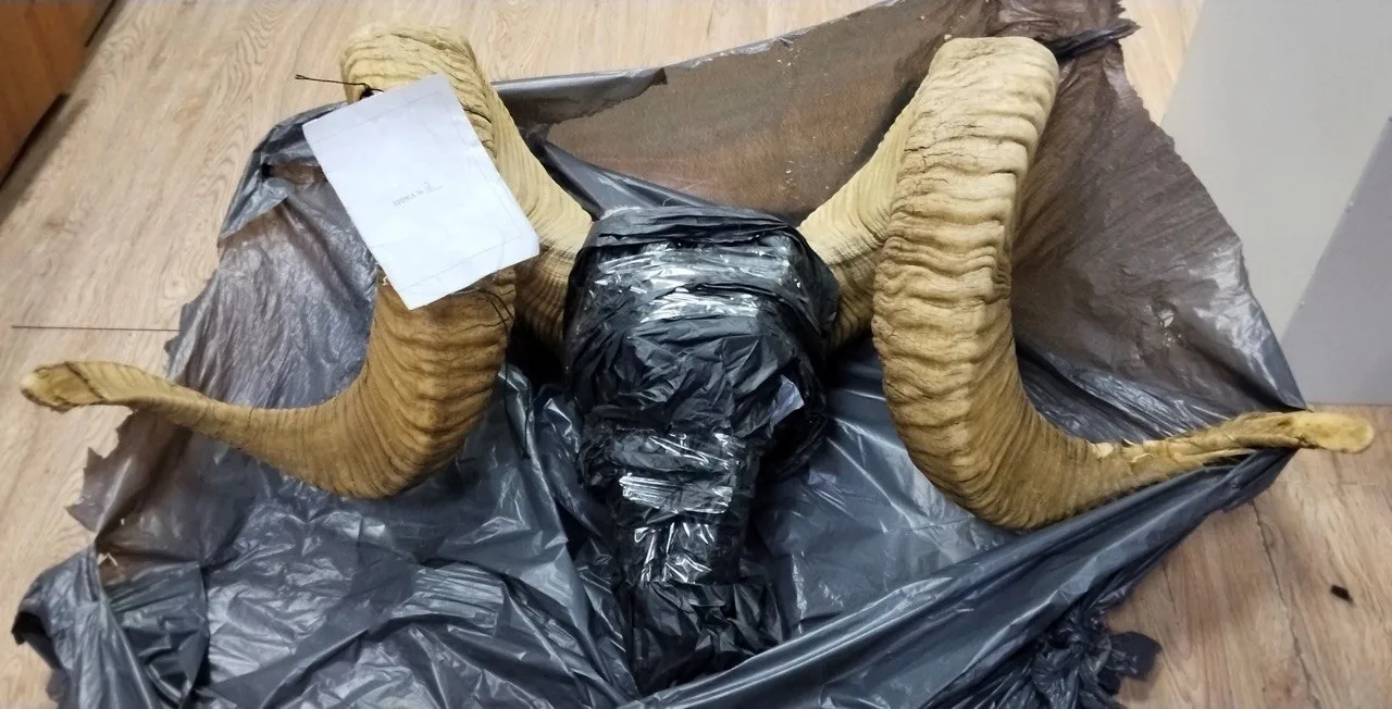 🚨 На Алтае задержали мужчину с частями краснокнижного архара