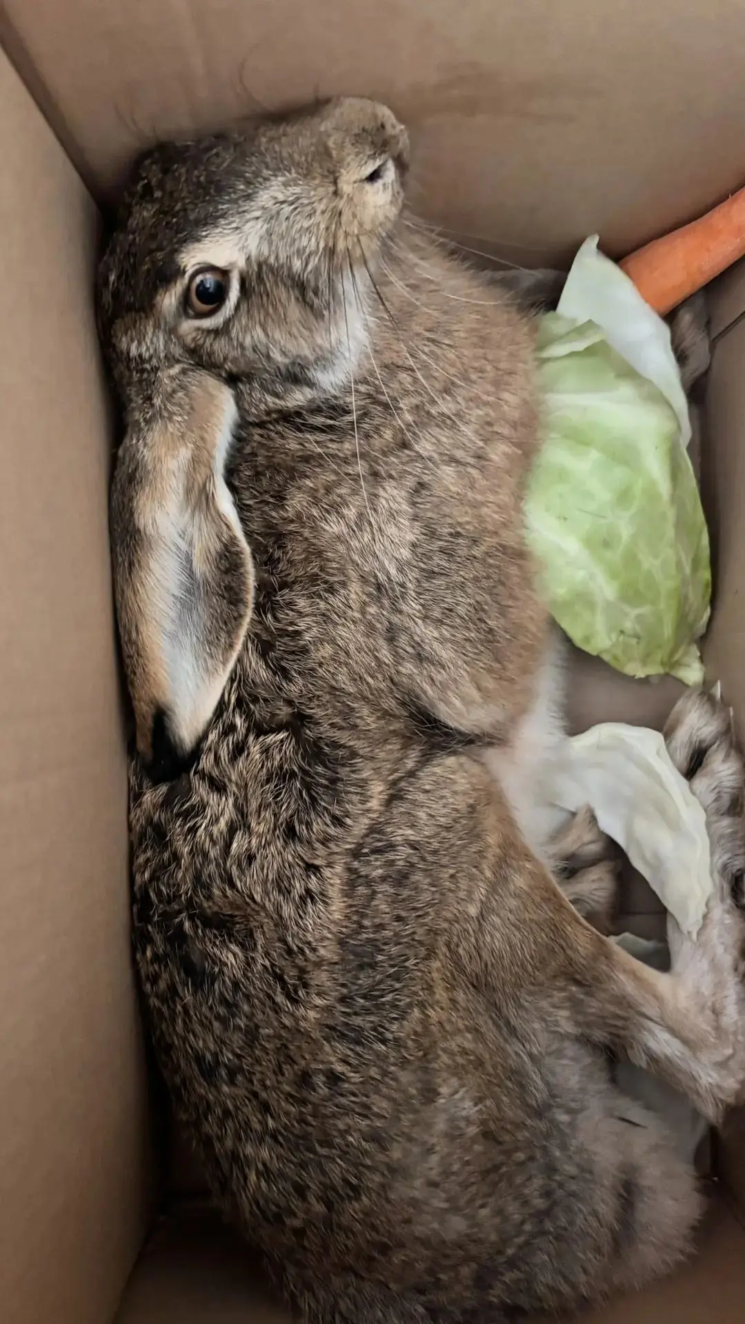 🐰 Сегодня к нам в лицей заглянул необычный гость!